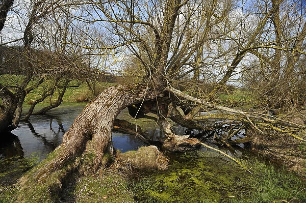 Old willow trees -Salix- at a dead ice kettle hole, near Othenstorf, Mecklenburg-Western Pomerania, Germany
