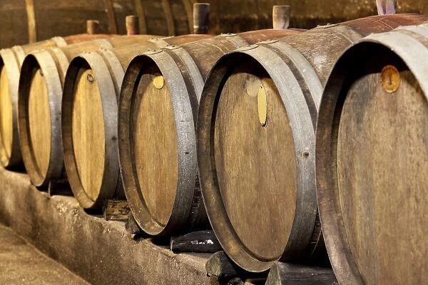 Old wine barrels in the cellar of a winery