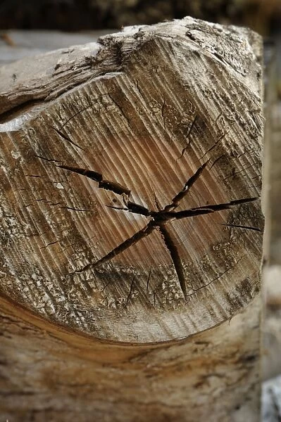 Old wood with cracks