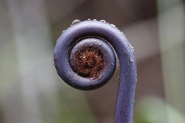 Old world forked fern -Dicranopteris linearis-, a fern frond unfurling, Big Island, Hawaii, USA