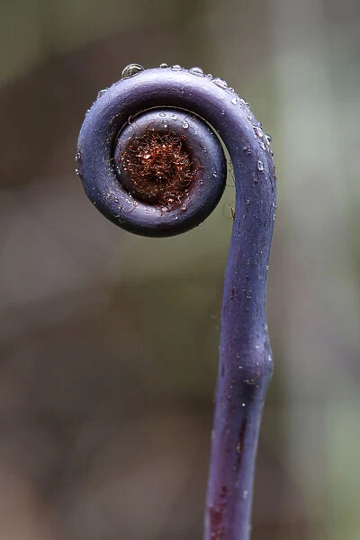 Old world forked fern -Dicranopteris linearis-, a fern frond unfurling, Big Island, Hawaii, USA