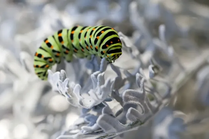 Framed Print : Old World Swallowtail -Papilio machaon-, caterpillar Framed Print : Old World Swallowtail -Papilio machaon-, caterpillar