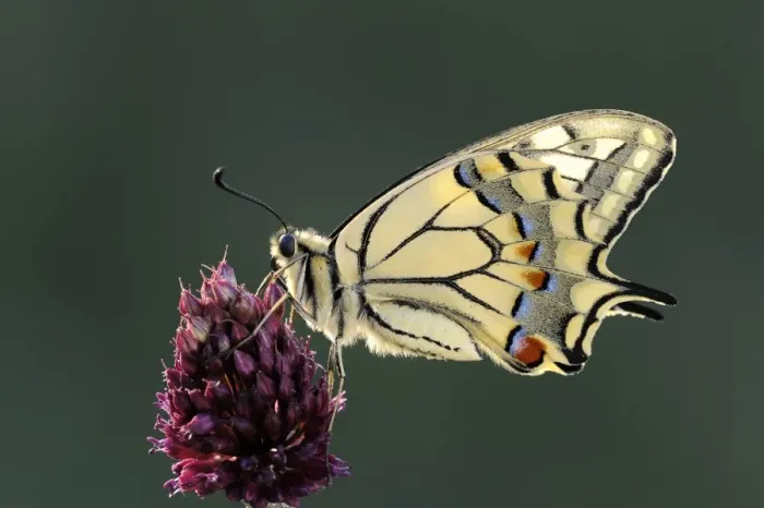 Framed Print : Old World Swallowtail -Papilio machaon-, Pleven region, Bulgaria Framed Print : Old World Swallowtail -Papilio machaon-, Pleven region, Bulgaria