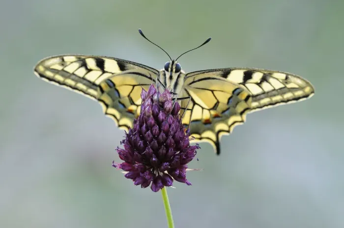 Framed Print : Old World Swallowtail -Papilio machaon-, Pleven region, Bulgaria Framed Print : Old World Swallowtail -Papilio machaon-, Pleven region, Bulgaria