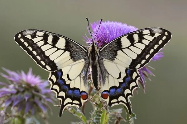 Old World Swallowtail -Papilio machaon-, Pleven region, Bulgaria