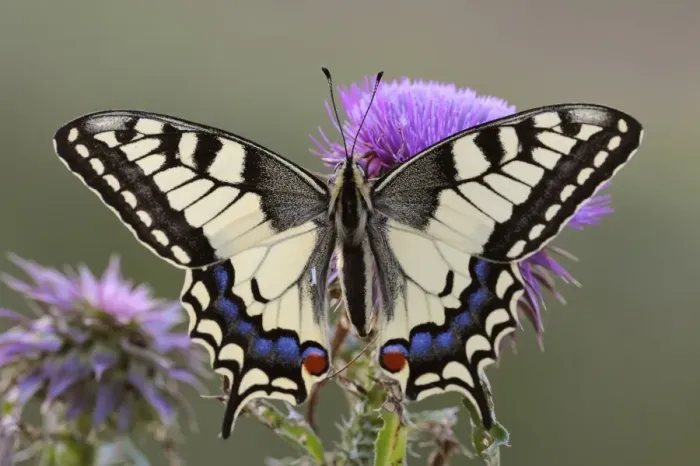Framed Print : Old World Swallowtail -Papilio machaon-, Pleven region, Bulgaria Framed Print : Old World Swallowtail -Papilio machaon-, Pleven region, Bulgaria