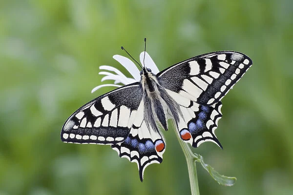 Old World Swallowtail -Papilio machaon- butterfly, view from above with spread wings