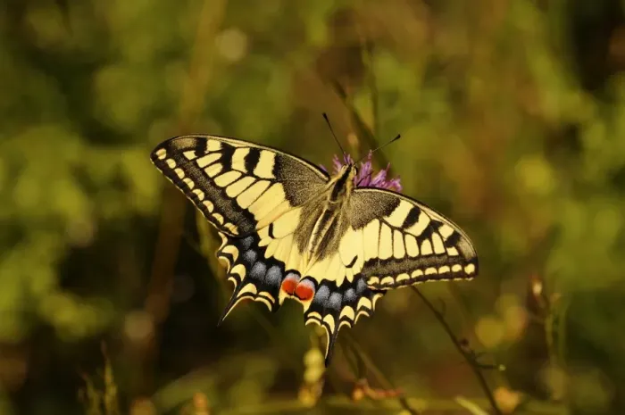 Framed Print : Old world swallowtail (Papilio machaon) Framed Print : Old world swallowtail (Papilio machaon)
