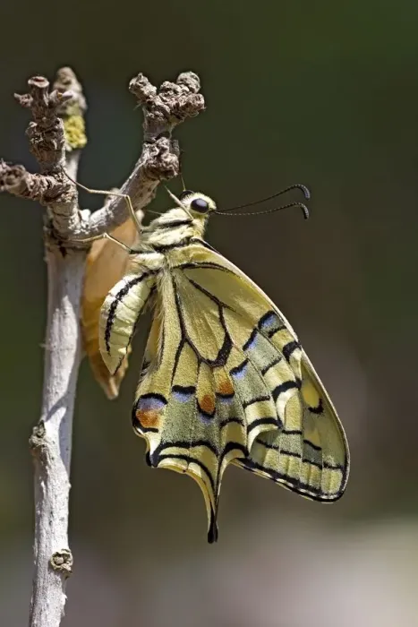 Framed Print : Old World Swallowtail Papilio machaon Framed Print : Old World Swallowtail Papilio machaon