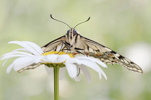 Old World Swallowtail -Papilio machaon- butterfly on a Marguerite, North Hesse, Hesse, Germany