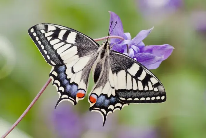 Framed Print : Old World Swallowtail -Papilio machaon- butterfly, view from above with spread wings, North Hesse, Hesse, Germany Framed Print : Old World Swallowtail -Papilio machaon- butterfly, view from above with spread wings, North Hesse, Hesse, Germany