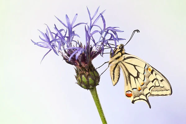Old World Swallowtail -Papilio machaon- butterfly on a cornflower