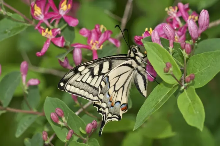 Framed Print : Old World Swallowtail -Papilio machaon- butterfly, outer wings, Untergroningen, Abtsgmuend, Baden-Wurttemberg, Germany Framed Print : Old World Swallowtail -Papilio machaon- butterfly, outer wings, Untergroningen, Abtsgmuend, Baden-Wurttemberg, Germany