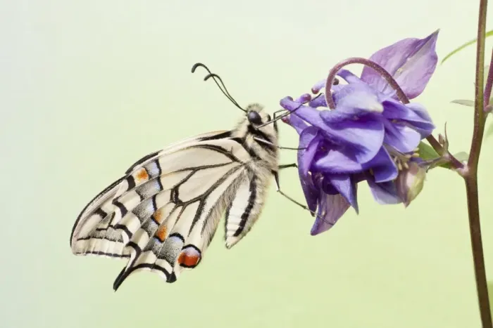 Framed Print : Old World Swallowtail -Papilio machaon- butterfly on a Columbine, North Hesse, Hesse, Germany Framed Print : Old World Swallowtail -Papilio machaon- butterfly on a Columbine, North Hesse, Hesse, Germany