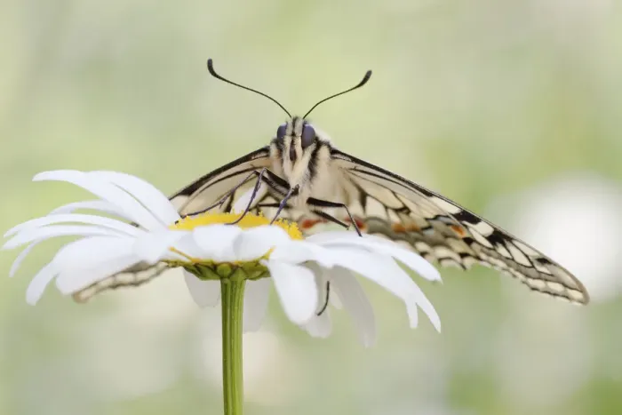 Framed Print : Old World Swallowtail -Papilio machaon- butterfly on a Marguerite, North Hesse, Hesse, Germany