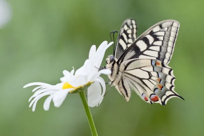 Framed Print : Old World Swallowtail -Papilio machaon- butterfly on a Marguerite, North Hesse, Hesse, Germany Framed Print : Old World Swallowtail -Papilio machaon- butterfly on a Marguerite, North Hesse, Hesse, Germany