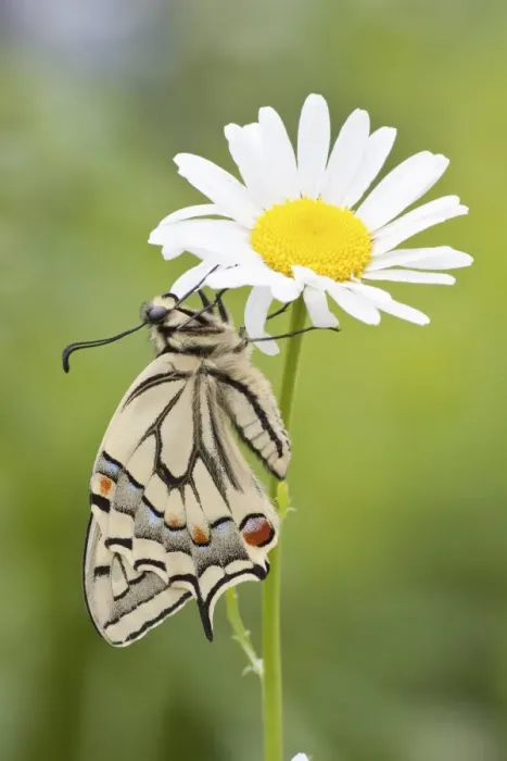 Framed Print : Old World Swallowtail -Papilio machaon- butterfly on a Marguerite, North Hesse, Hesse, Germany Framed Print : Old World Swallowtail -Papilio machaon- butterfly on a Marguerite, North Hesse, Hesse, Germany
