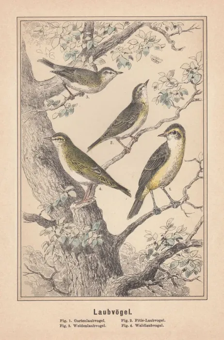Framed Print : Old World warblers (Sylviidae), hand-colored lithograph, published in 1890 Framed Print : Old World warblers (Sylviidae), hand-colored lithograph, published in 1890