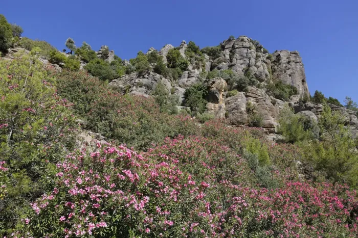 Framed Print : Oleander -Nerium oleander-, Taurus Mountains, Koepruelue Canyon National Park, Antalya Province, Turkey Framed Print : Oleander -Nerium oleander-, Taurus Mountains, Koepruelue Canyon National Park, Antalya Province, Turkey