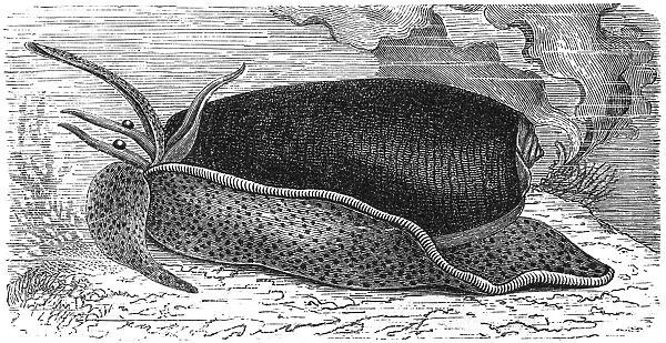 Oliva (gastropod)