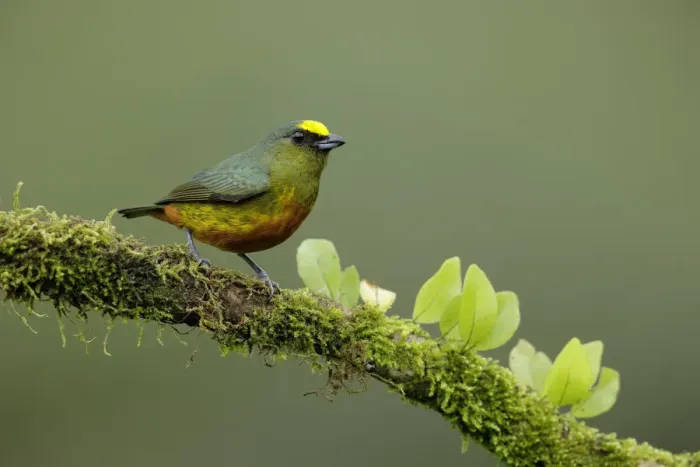 Framed Print : Olive-backed Euphonia (Euphonia gouldi) Framed Print : Olive-backed Euphonia (Euphonia gouldi)