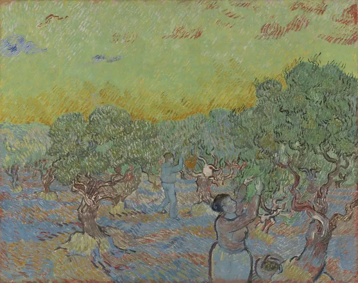 Framed Print : Olive Grove With Two Olive Pickers Framed Print : Olive Grove With Two Olive Pickers