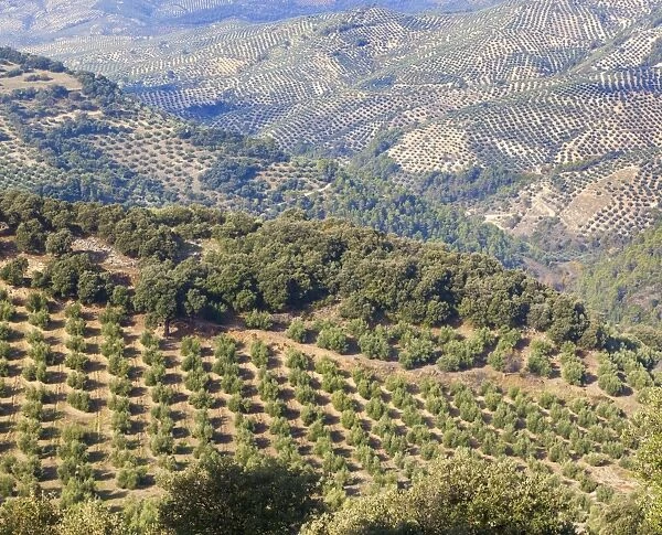 Olive groves near burunchel cazorla natural park; segura y las villas jaen province andalusia spain