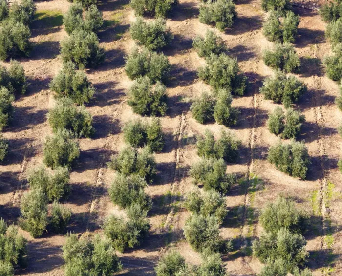 Framed Print : Olive groves near burunchel cazorla natural park; segura y las villas jaen province andalusia spain