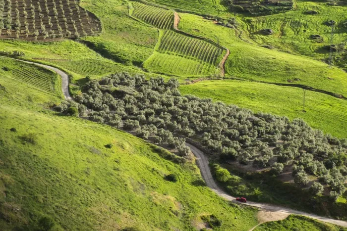 Framed Print : Olive groves and vineyards, Ronda, Andalusia, Spain Framed Print : Olive groves and vineyards, Ronda, Andalusia, Spain