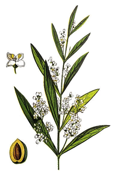 The olive, Olea europaea