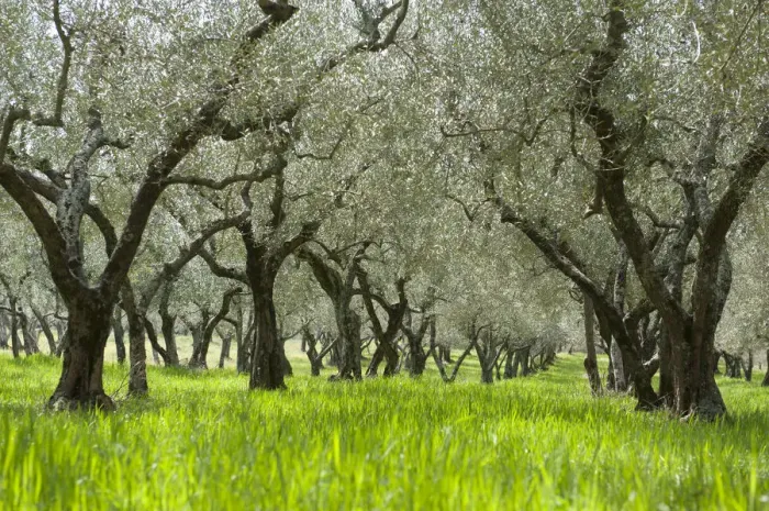 Framed Print : Olive orchard, green grass, near Bolsena, Lazio, Italy, Southern Europe, Europe
