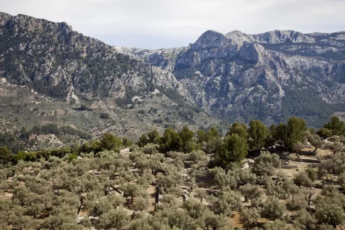 Framed Print : Olive orchard in Sierra de Tramuntana Framed Print : Olive orchard in Sierra de Tramuntana