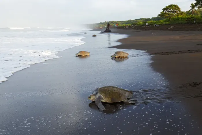 Framed Print : Olive-ridley Sea Turtle Framed Print : Olive-ridley Sea Turtle