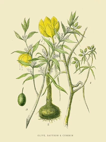 Olive saffron cummin illustration 1851