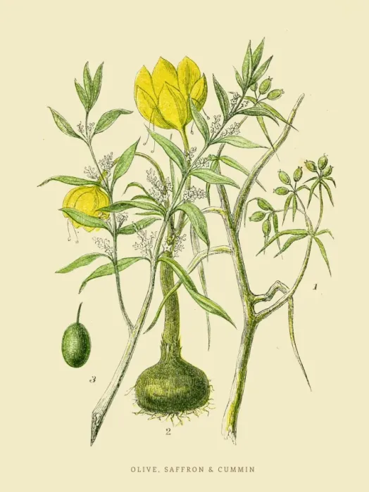 Framed Print : Olive saffron cummin illustration 1851 Framed Print : Olive saffron cummin illustration 1851