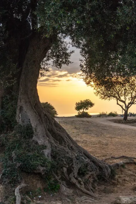 Framed Print : Olive tree Framed Print : Olive tree