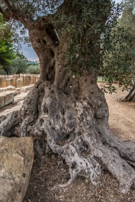 Framed Print : Olive tree closeup Framed Print : Olive tree closeup