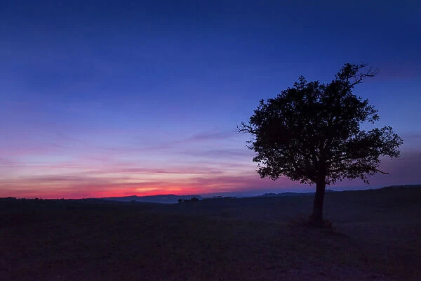 An olive tree in the field of Val d Orcia during sunset