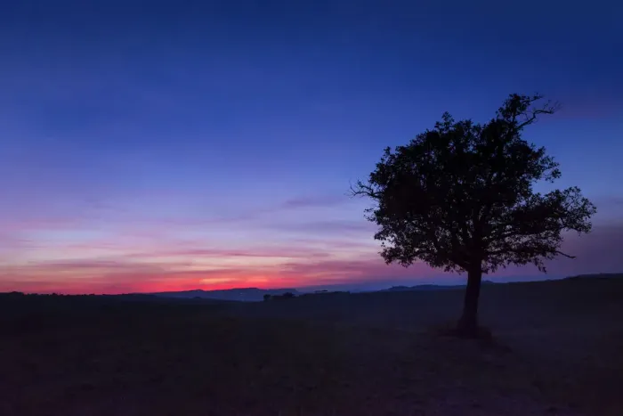 Framed Print : An olive tree in the field of Val d Orcia during sunset
