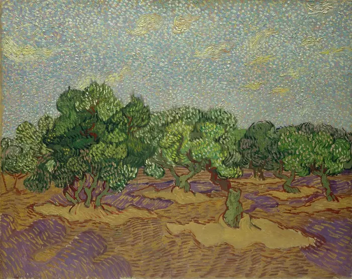 Framed Print : Olive Trees Framed Print : Olive Trees