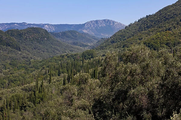 Olive trees and cypresses, Corfu Island, Ionian Islands, Greece, Southern Europe