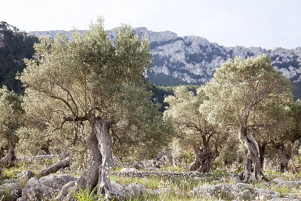 Olive trees in Serra de Tramuntana