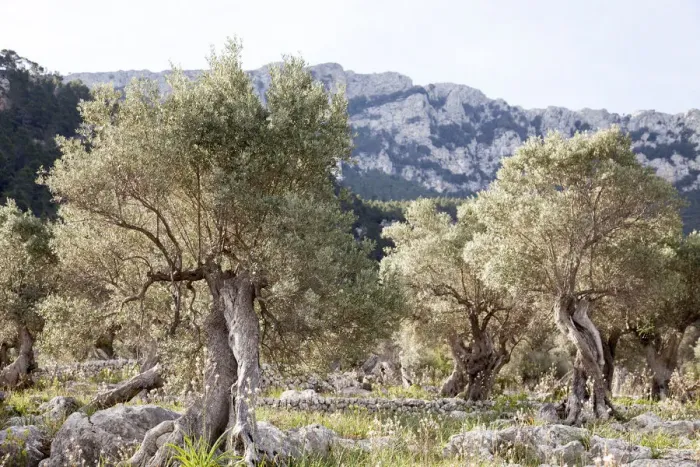 Framed Print : Olive trees in Serra de Tramuntana Framed Print : Olive trees in Serra de Tramuntana