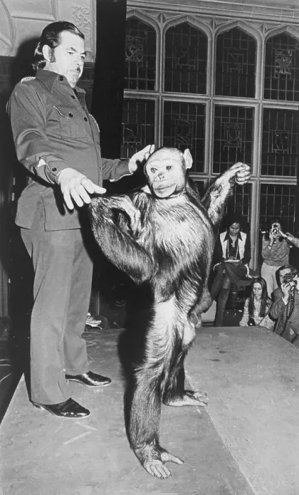 Framed Print : Oliver the Chimpanzee with Trainer Framed Print : Oliver the Chimpanzee with Trainer