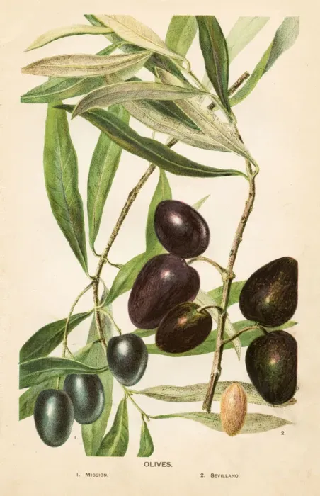 Framed Print : Olives illustration 1892 Framed Print : Olives illustration 1892