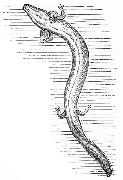Olm or proteus (Proteus anguinus)