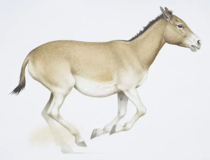 Framed Print : An Onager or Wild Ass, Equus hemionusa, light brown donkey like animal