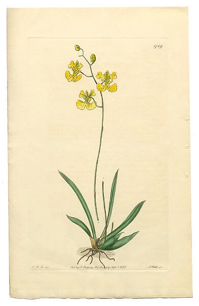 Oncidium, Oncidium Lemonianum, Gynandria Monandria Victorian Botanical Illustration, 1835