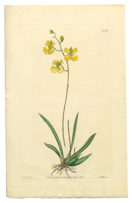Framed Print : Oncidium, Oncidium Lemonianum, Gynandria Monandria Victorian Botanical Illustration, 1835 Framed Print : Oncidium, Oncidium Lemonianum, Gynandria Monandria Victorian Botanical Illustration, 1835