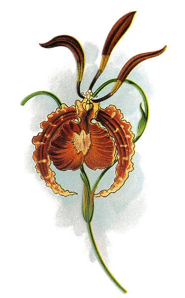 Oncidium Papilio (Psychopsis - The Butterfly Orchid)